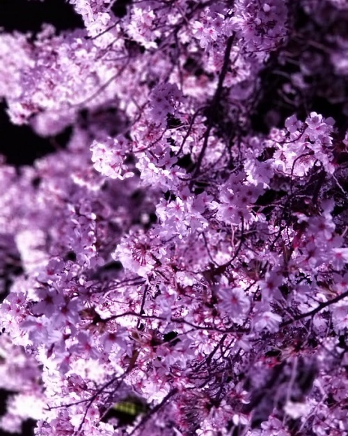 近所の袋町公園で桜のライトアップが始まっています！！ 今週は絶好の花見日和！ 袋町公園の夜桜を楽しみに来ませんか？